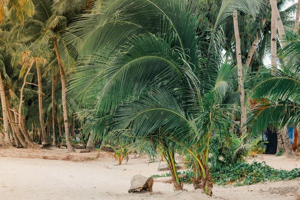 Machines à Sous Tours De Tours Gratuits